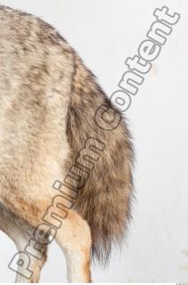 Wolf leg photo reference 0007